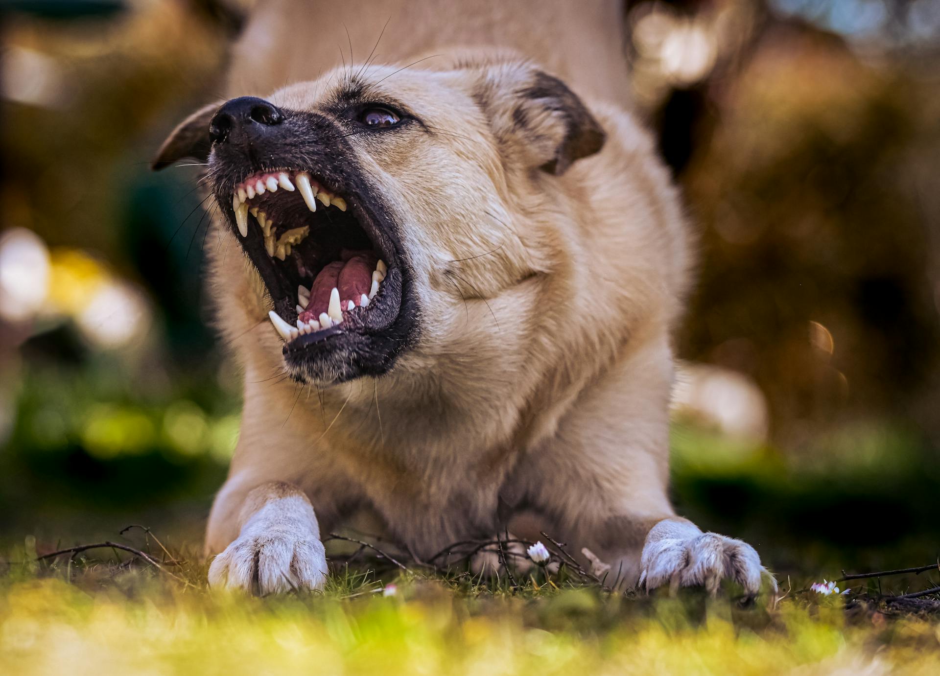 dog barking and showing teeth